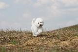 BICHON FRISE 138